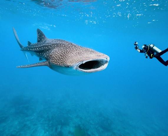 Diving St Helena